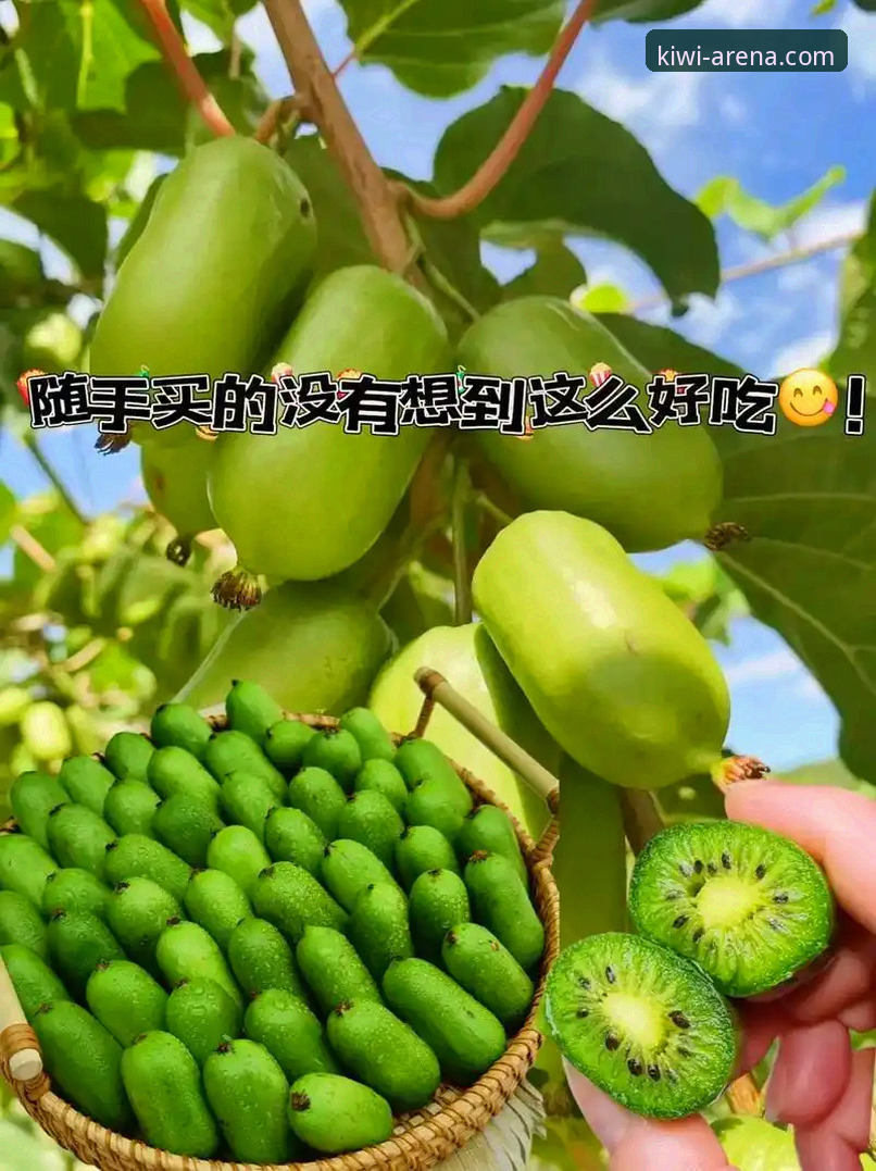 为什么选择奇异果体育电脑版？一个老用户的真实使用体验分享